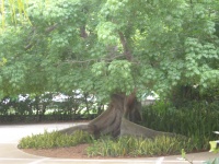 Ceiba tree.JPG